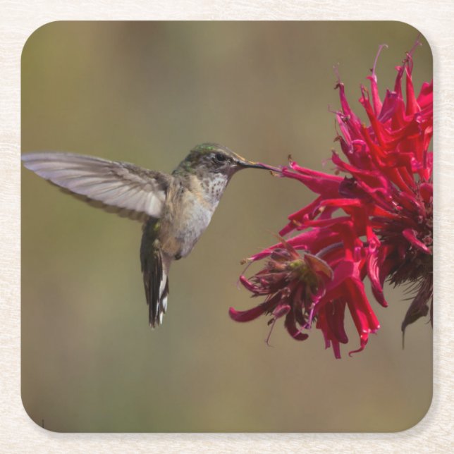 Schöner Hummingbird im Flight Untersetzer Set (Vorderseite)