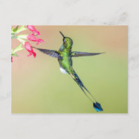 Schöner Hummingbird mit langen Schwanz Federn