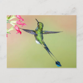 Schöner Hummingbird mit langen Schwanz Federn Postkarte