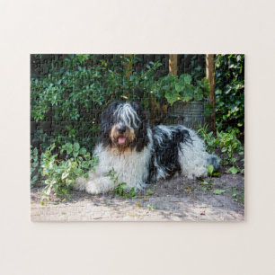 schöner Hund