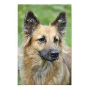 Schöner Hund Fotodruck