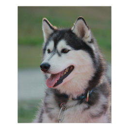 Schöner Husky Art Print Sled Dog Poster