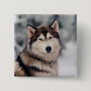 Schöner Husky im Freien Button