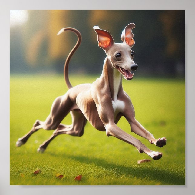 Schöner italienischer Windhund auf dem Gras Poster (Vorne)