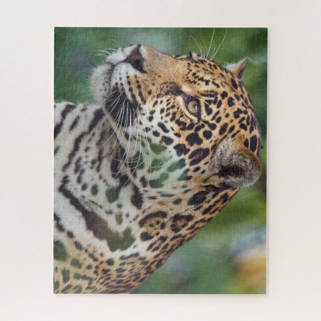 Schöner Jaguar im Wilden (Vertikal)