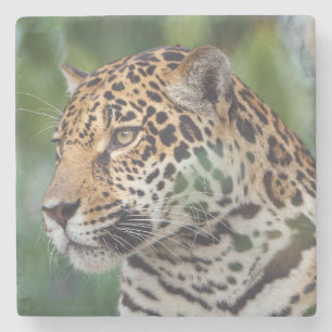 Schöner Jaguar im Wilden Steinuntersetzer