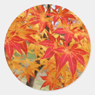 schöner japanischer Ahornbaum im Herbst Runder Aufkleber