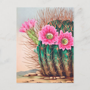 schöner Kaktus Postkarte