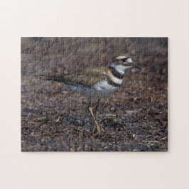 Schöner Killdeer am Strand