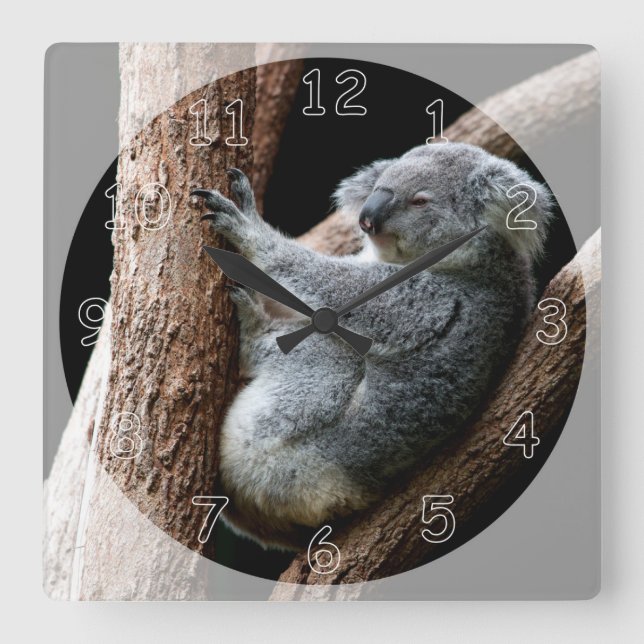 Schöner Koala-Bär im Garten Quadratische Wanduhr (Vorderseite)