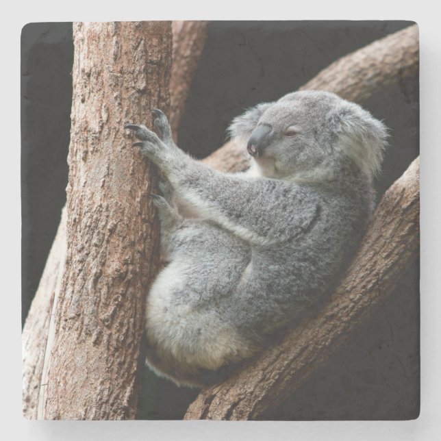 Schöner Koala-Bär im Garten Steinuntersetzer (Vorderseite)