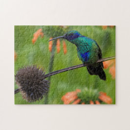Schöner Kolibri