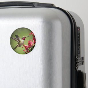 Schöner Kolibri Magnet