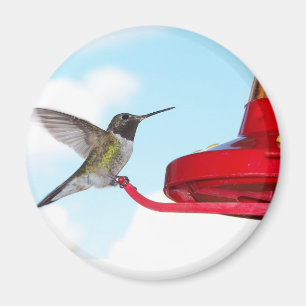 Schöner Kolibri und Zufuhr-Magnet Magnet