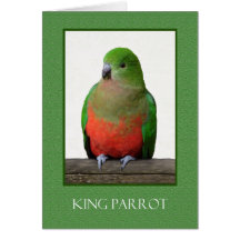 Schöner König Parrot, australischer Vogel