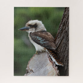 Schöner Kookaburra Bird Australien, 520 Stück
