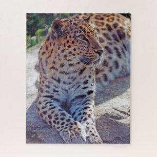 Schöner Leopard -