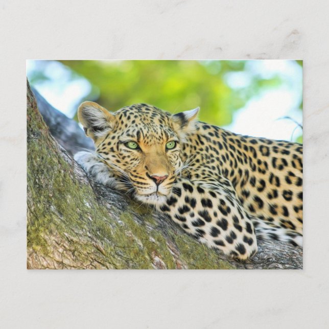 Schöner Leopard mit grünen Augen Postkarte (Vorderseite)