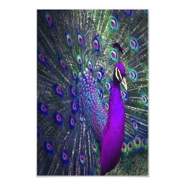 Schöner Lila Feather Peacock Bird Fotodruck (Vorne)