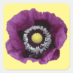 Schöner lila Mohn Quadratischer Aufkleber
