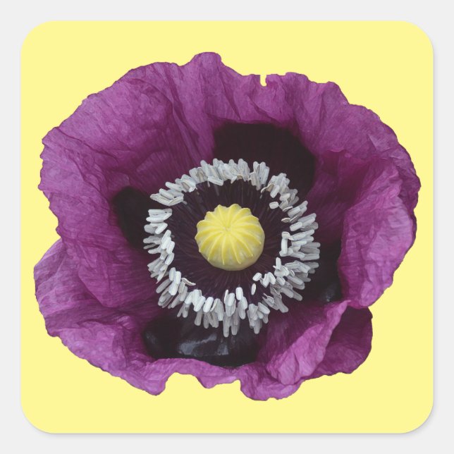Schöner lila Mohn Quadratischer Aufkleber (Vorderseite)