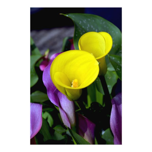 Schöner Lilienprint Fotodruck (Vorne)
