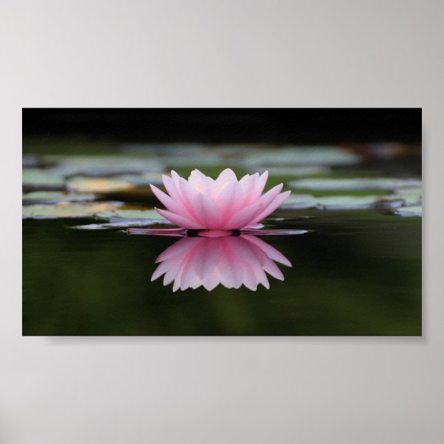 Schöner Lotus, Zen Poster (Vorne)