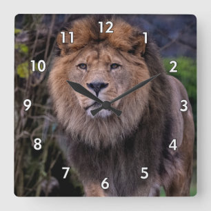 Schöner Löwe in der Wildnis Quadratische Wanduhr