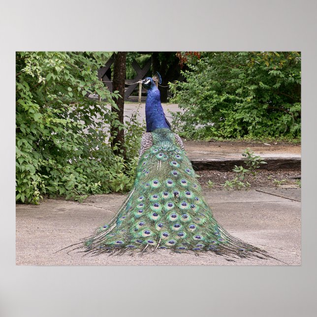 Schöner männlicher Pfau Poster (Vorne)