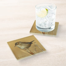 Schöner Marsh Wren Songbird in den Marschen