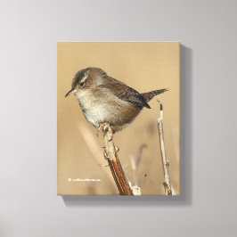 Schöner Marsh Wren Songbird in den Marschen Leinwanddruck