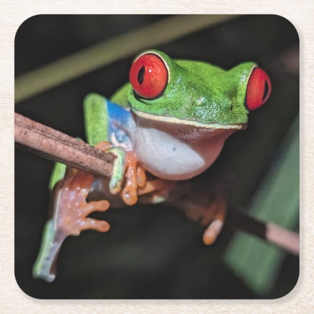 Schöner Mit Augen Baum-Frosch auf einem Zweig Rechteckiger Pappuntersetzer (Vorderseite)