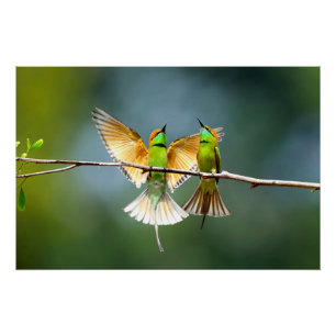 Schöner Motmot-Vogel am Zweig Poster