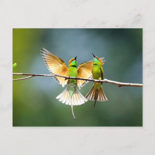 Schöner Motmot-Vogel am Zweig Postkarte