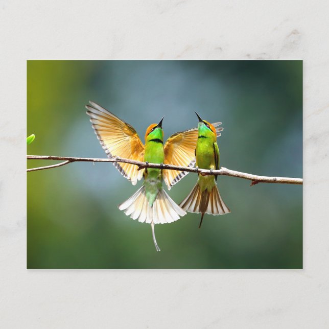 Schöner Motmot-Vogel am Zweig Postkarte (Vorderseite)