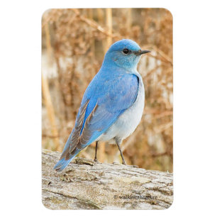Schöner Mountain Bluebird am Strand Magnet
