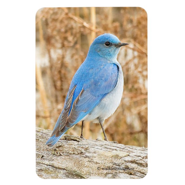 Schöner Mountain Bluebird am Strand Magnet (Vertikal)