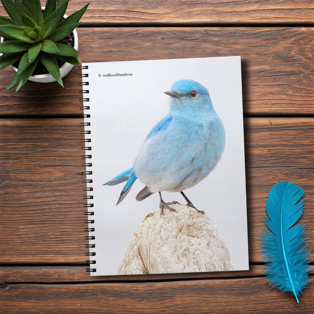 Schöner Mountain Bluebird am Strand Notizblock (Beautiful Mountain Bluebird at the Beach Journal Cover Photo)