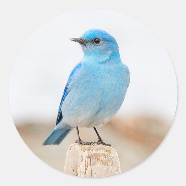 Schöner Mountain Bluebird am Strand Runder Aufkleber (Vorderseite)