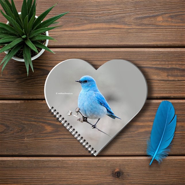 Schöner Mountain Bluebird auf der Tansy Notizbuch (Beautiful Mountain Bluebird on the Tansy Journal Cover Photo)