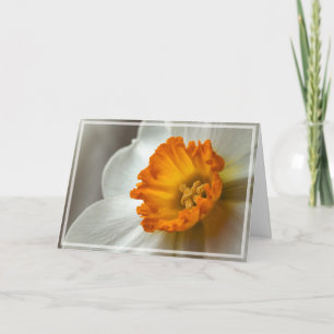 Schöner Narziss Blütenmakro Karte