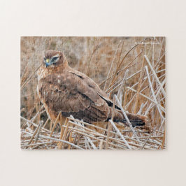 Schöner Northern Harrier Hawk in den Marschen