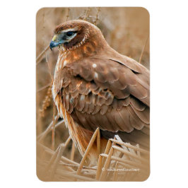 Schöner Northern Harrier Hawk in den Marschen Magnet