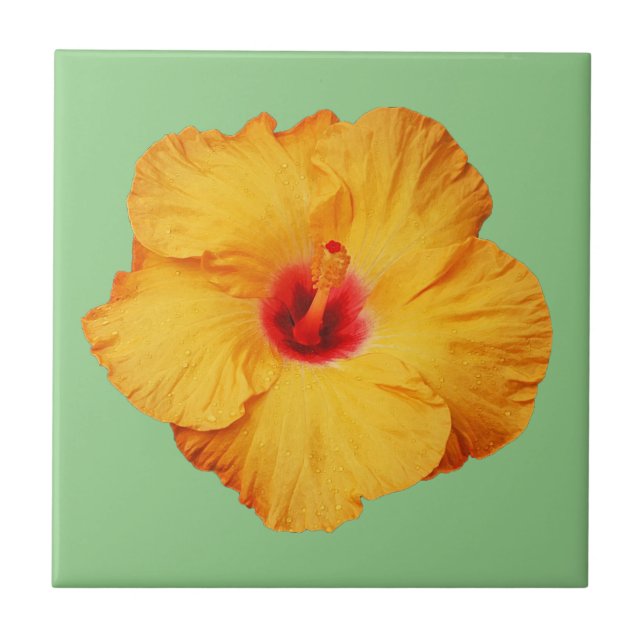 Schöner orangefarbener Hibiskus Blume Fliese (Vorderseite)