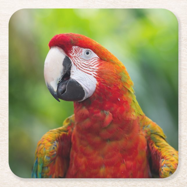 Schöner Parrot Rechteckiger Pappuntersetzer (Vorderseite)