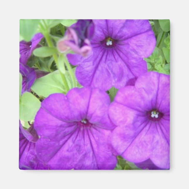 Schöner Petunia-Magnet Magnet (Vorne)