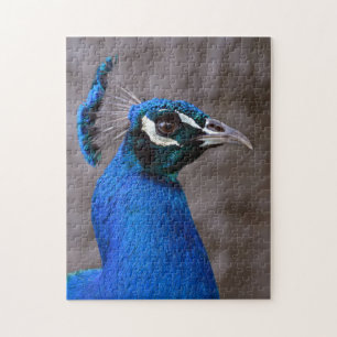 Schöner Pfau