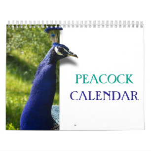 Schöner Pfau 2023 Kalender