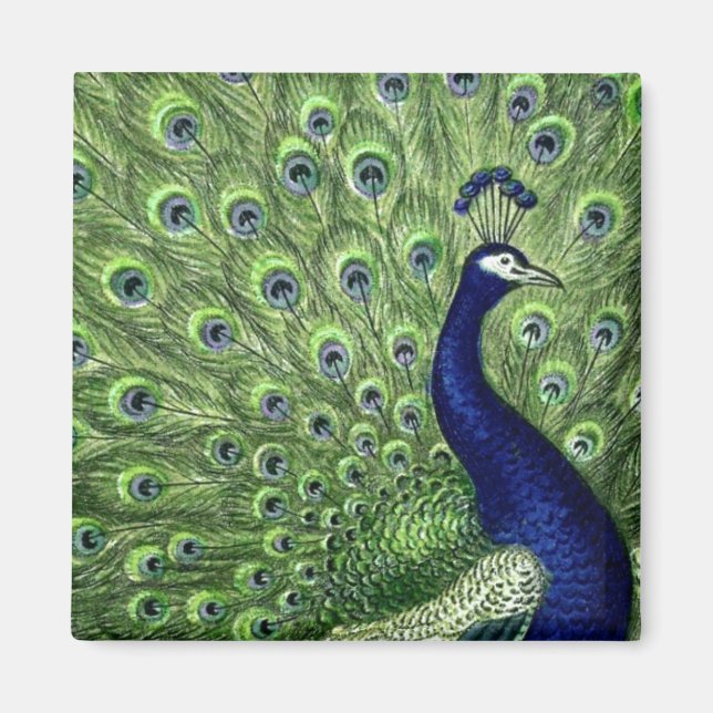 Schöner Pfau Magnet (Vorne)
