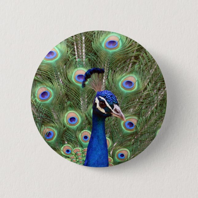 Schöner Pfau mit seinem bunten Schwanz geöffnet Button (Vorderseite)